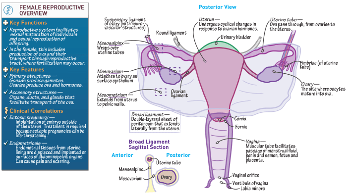 Female reproductive system sagittal view labeled
