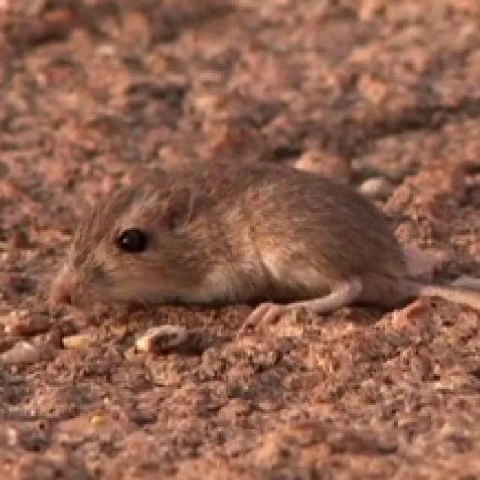 Color variation over time in rock pocket mouse populations answers
