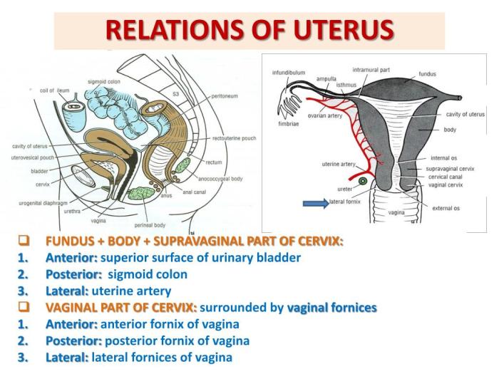 Mri pelvis female anatomy uterus sagittal pelvic cervix vagina system ovaries imaging abdomen adnexa nerves measurements arteries coronal body cross