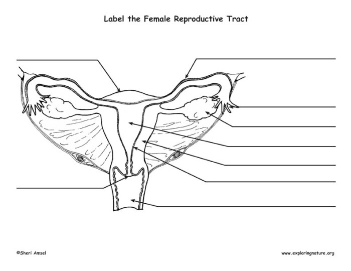 Female reproductive system sagittal view labeled