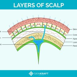 Scalp layers skin layer mnemonic tissue connective glands rk md sweat labeled follicles hair five