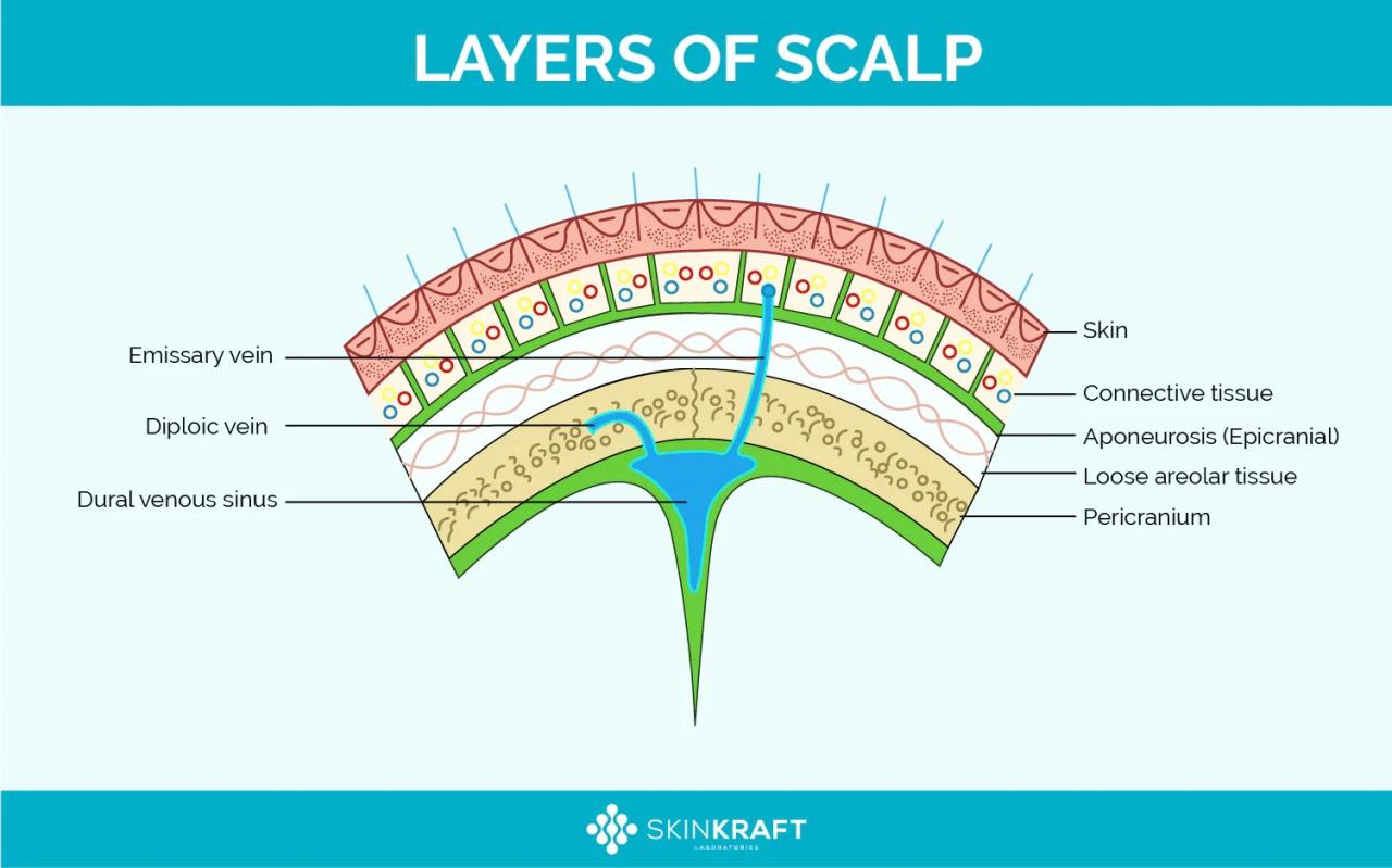 Scalp layers skin layer mnemonic tissue connective glands rk md sweat labeled follicles hair five