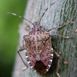 Stink bug bugs smell