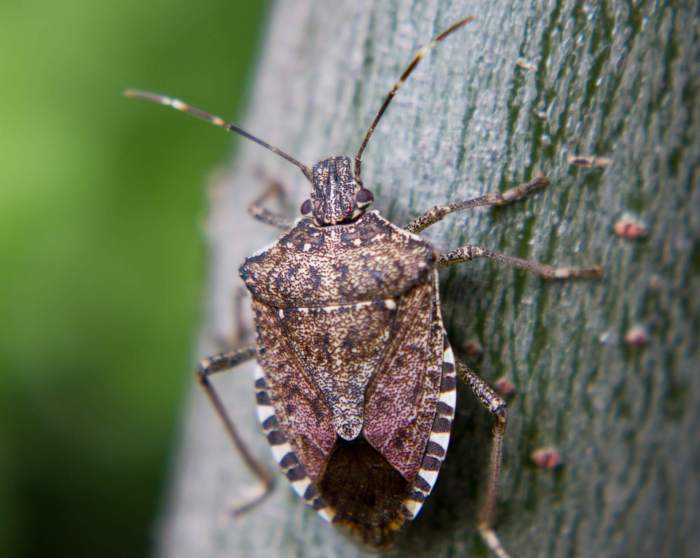 Stink bug bugs smell