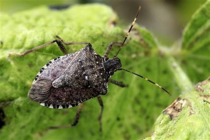 Stink bugs bug ncsu edu brown insect