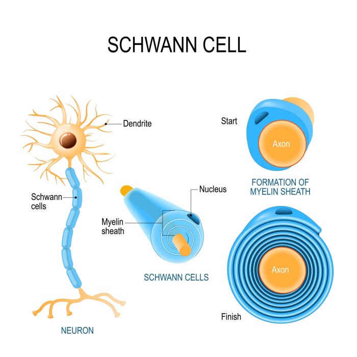 Identify the letter that indicates a schwann cell