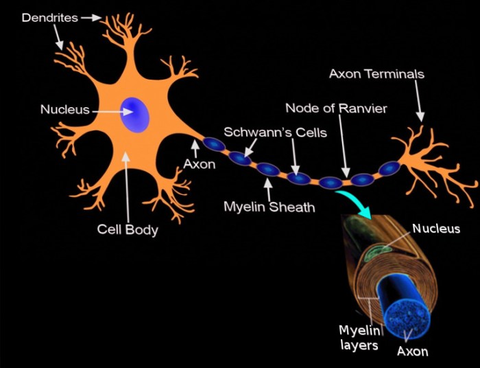 Myelin sheath nervous system schwann cell cells ranvier node structure figure between formation function layer space outermost forms