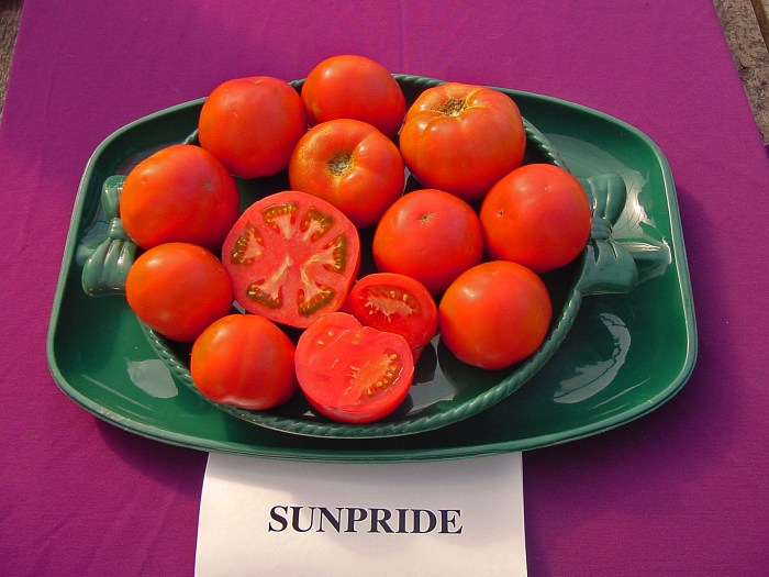 El tomate se introdujo a europa como planta ornamental